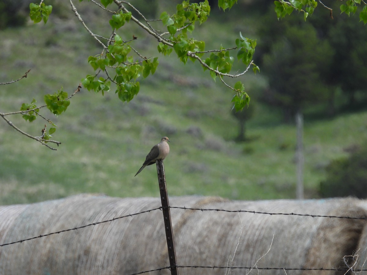 Mourning Dove - ML623649599