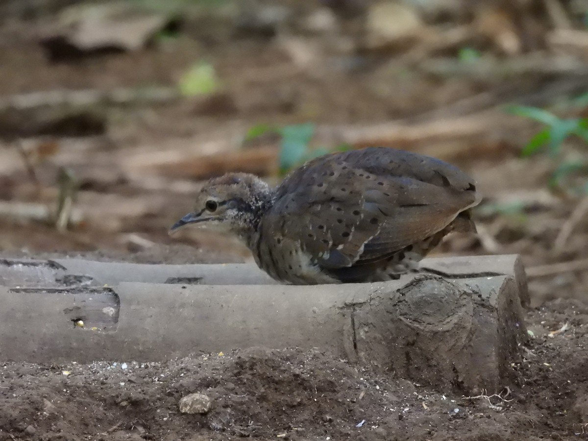 Undulated Tinamou - ML623649619