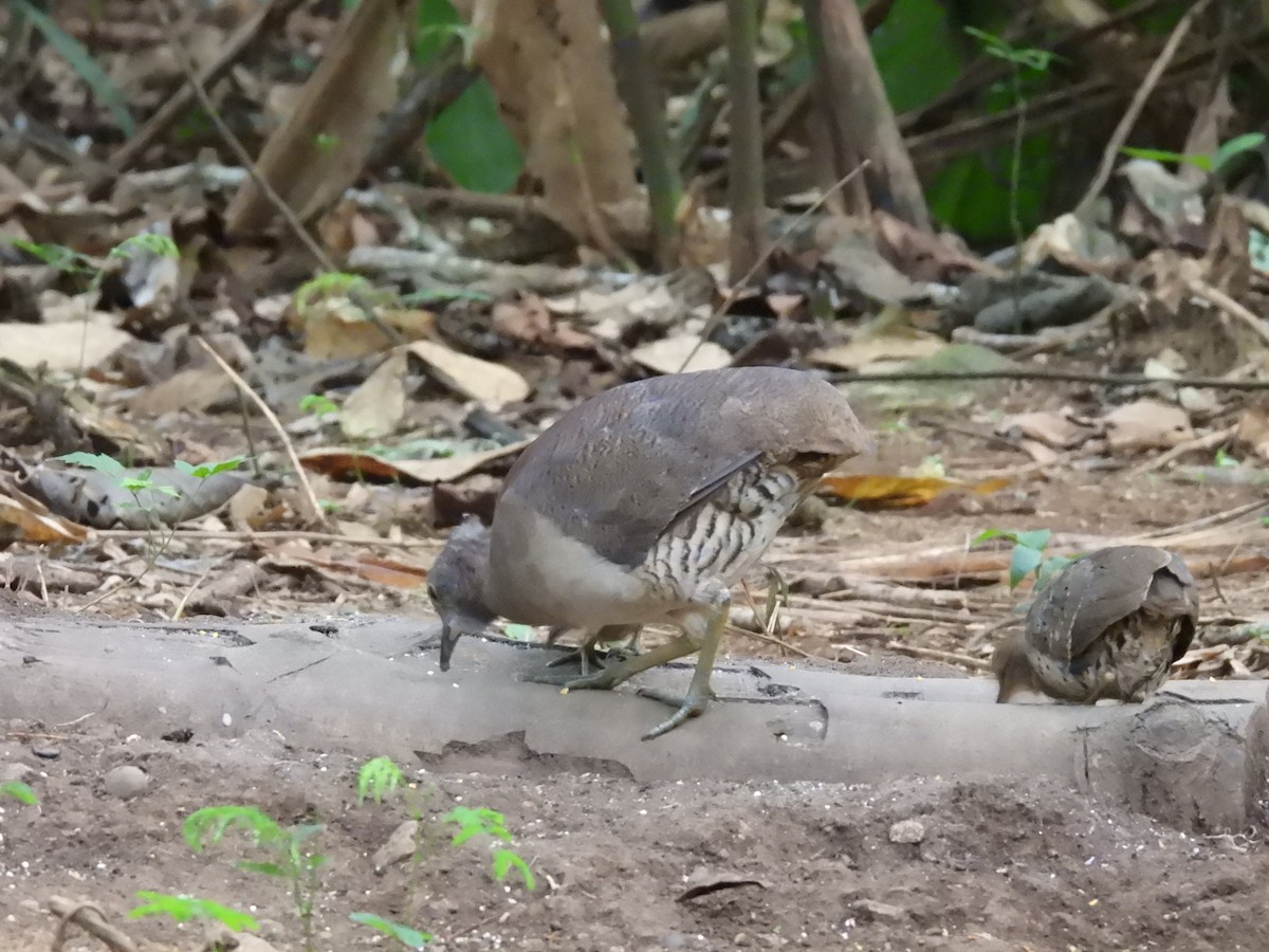 Undulated Tinamou - ML623649620