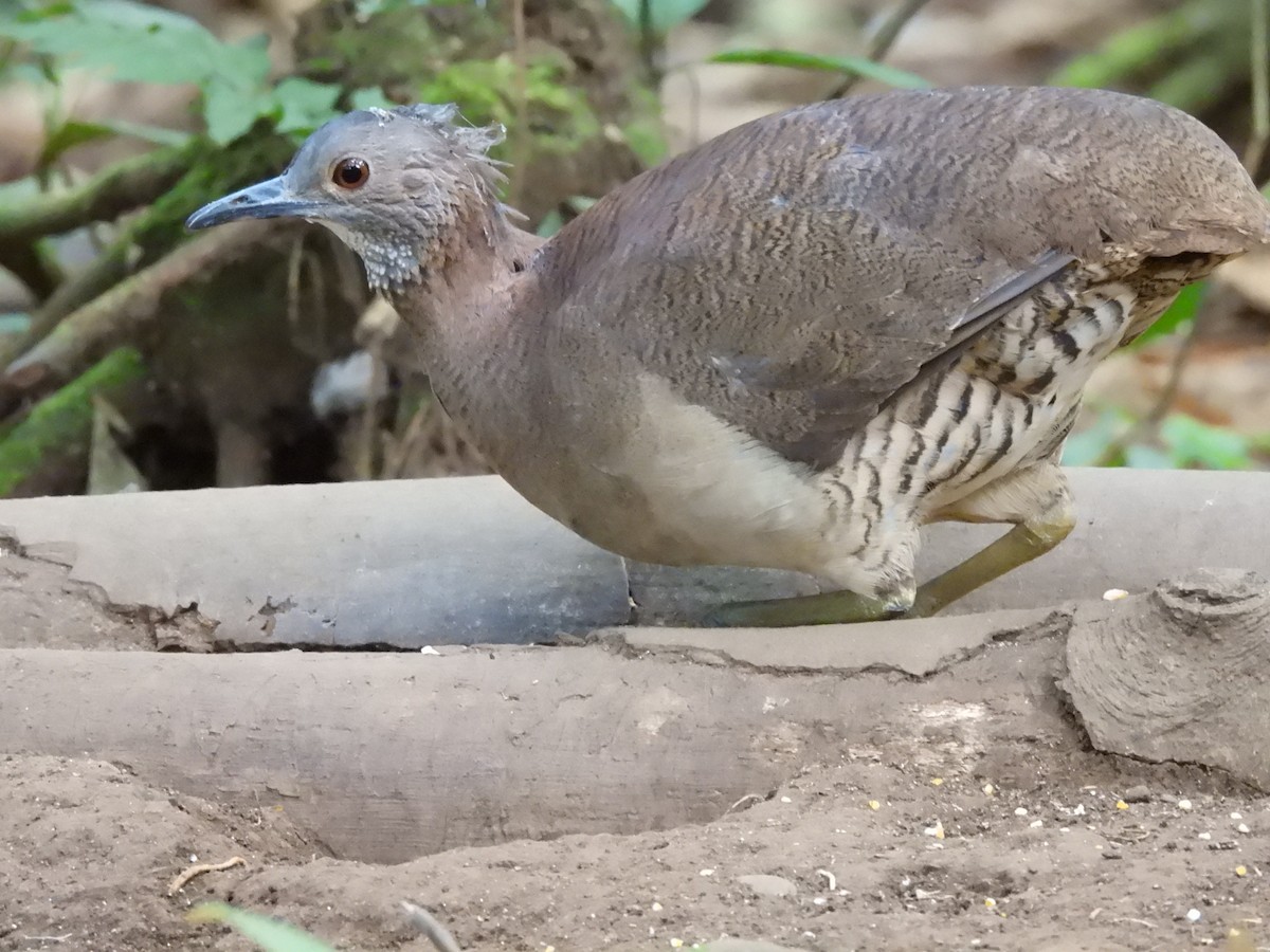 Undulated Tinamou - ML623649621