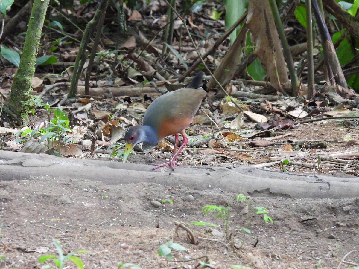 Gray-cowled Wood-Rail - ML623649640