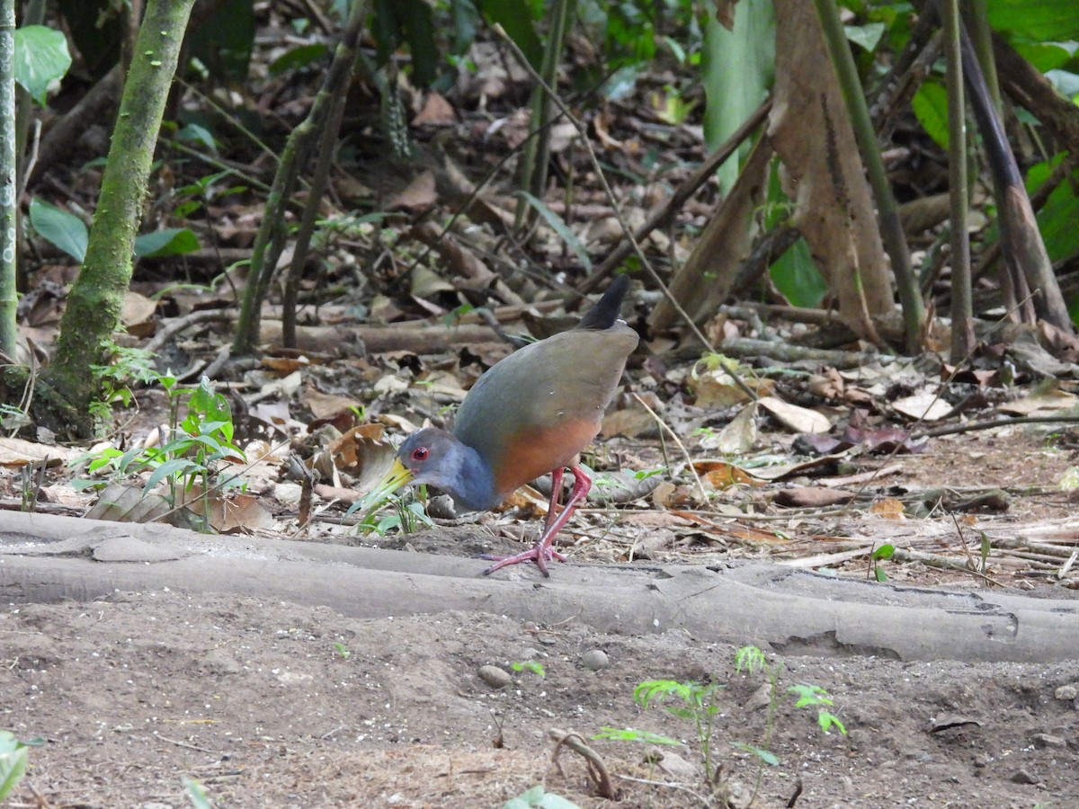 Gray-cowled Wood-Rail - ML623649643