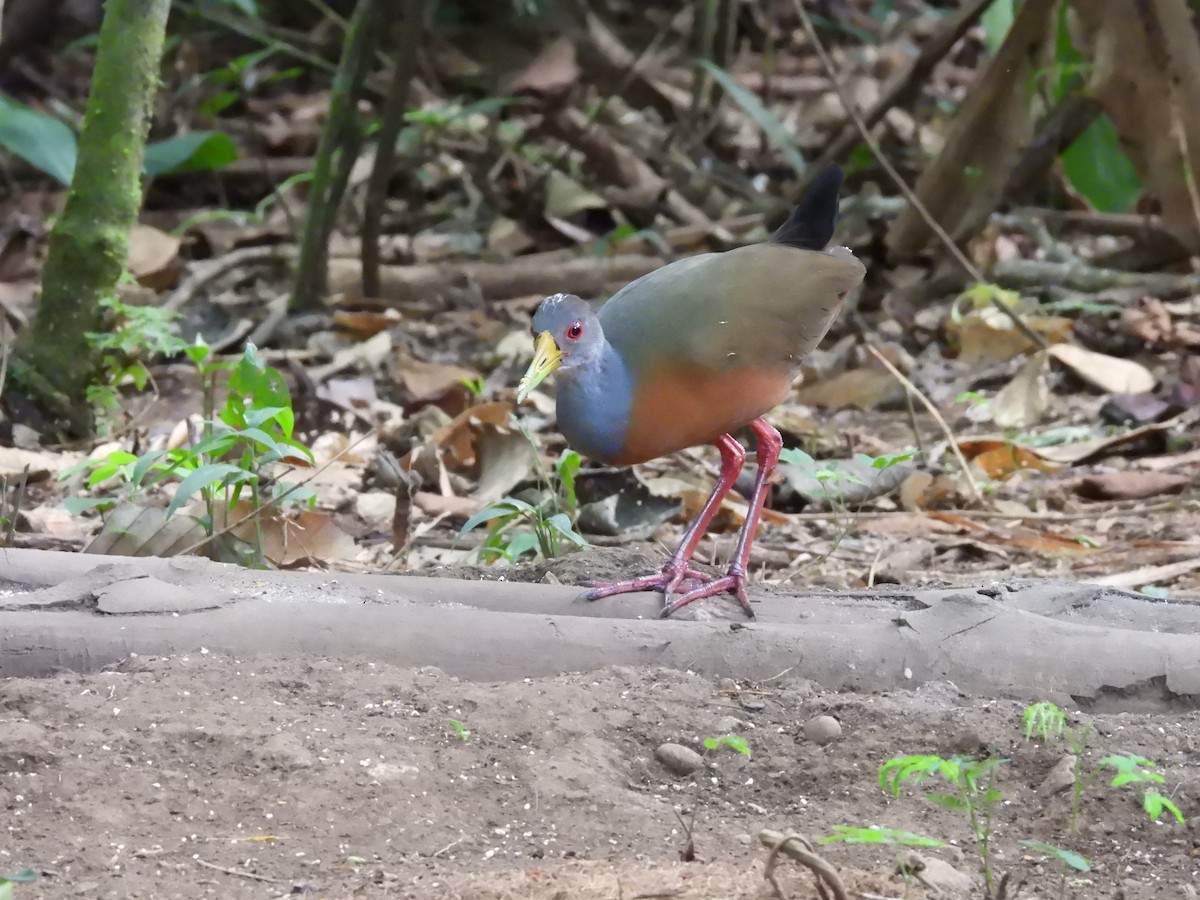 Gray-cowled Wood-Rail - Bev Agler