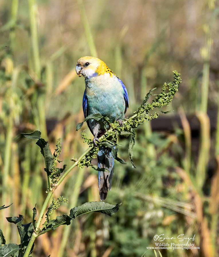 Pale-headed Rosella - ML623649665