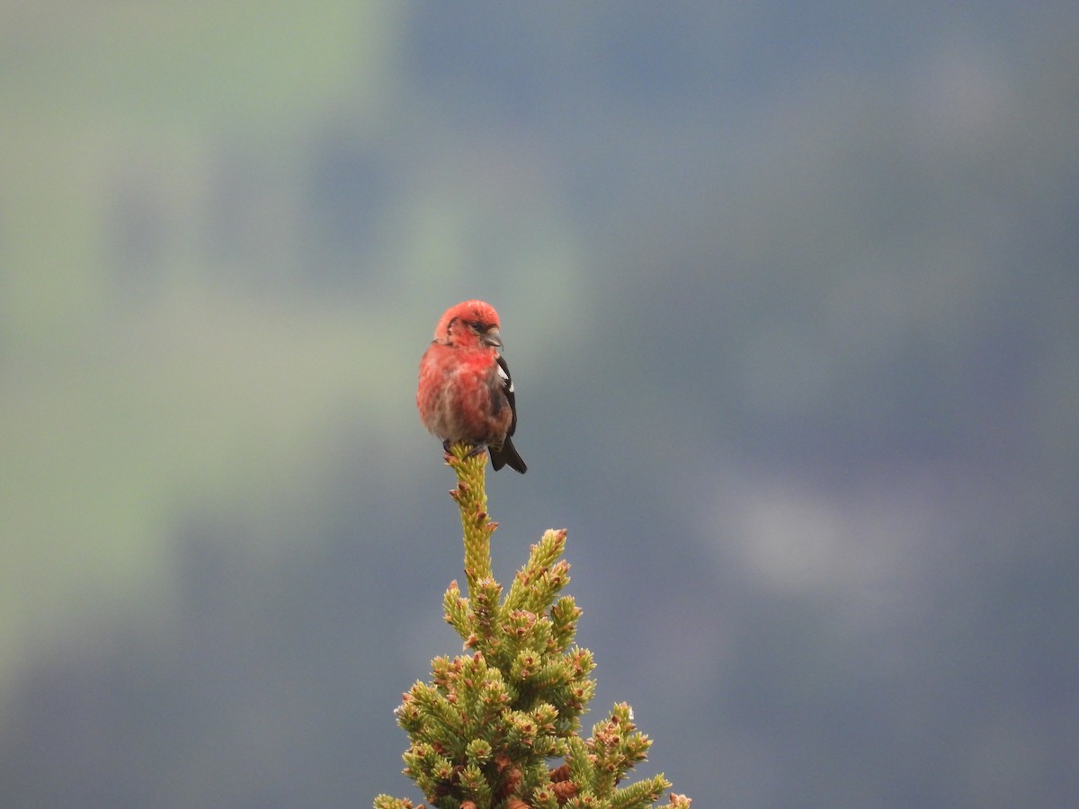 White-winged Crossbill - ML623649729