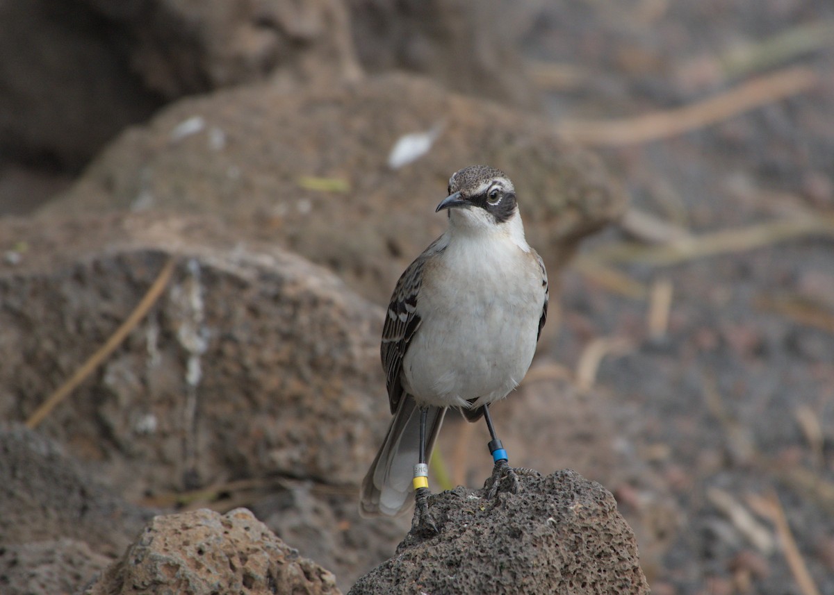 Galapagos Mockingbird - ML623649732