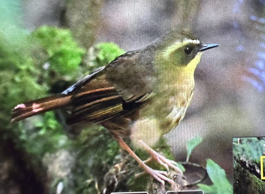 Yellow-throated Scrubwren - ML623649801