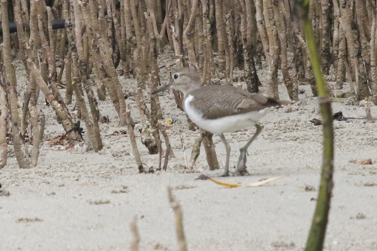 Common Sandpiper - ML623649837