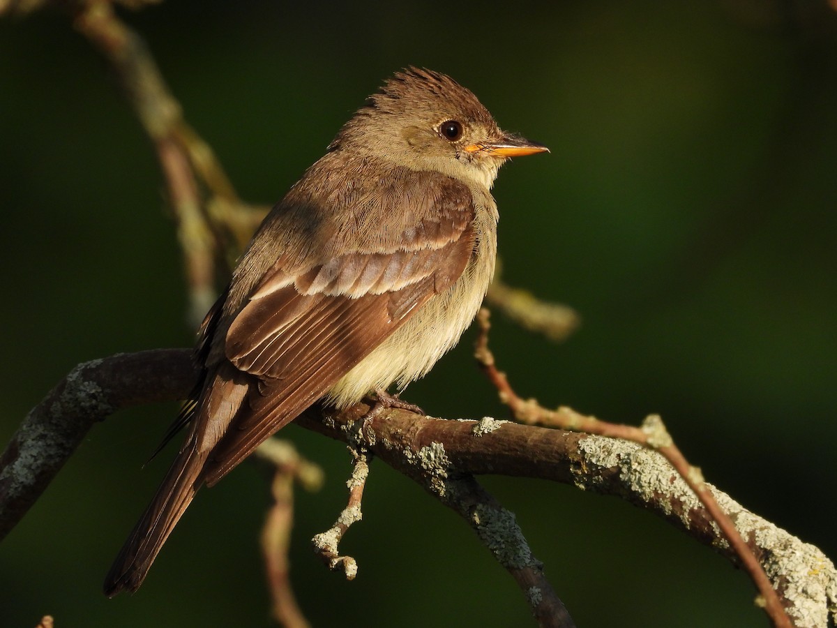 Eastern Wood-Pewee - ML623649851