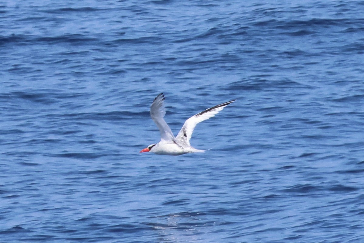 Red-billed Tropicbird - ML623649920