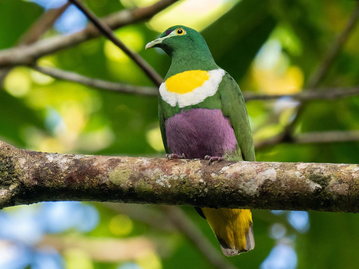 Geelvink Fruit-Dove - ML623649939