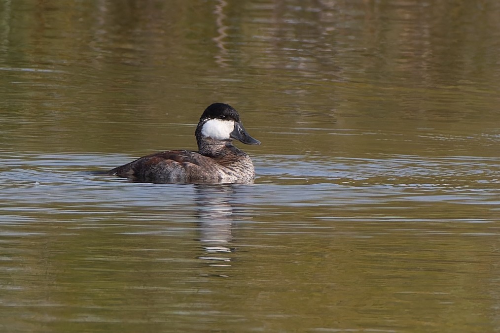 Ruddy Duck - ML623649949