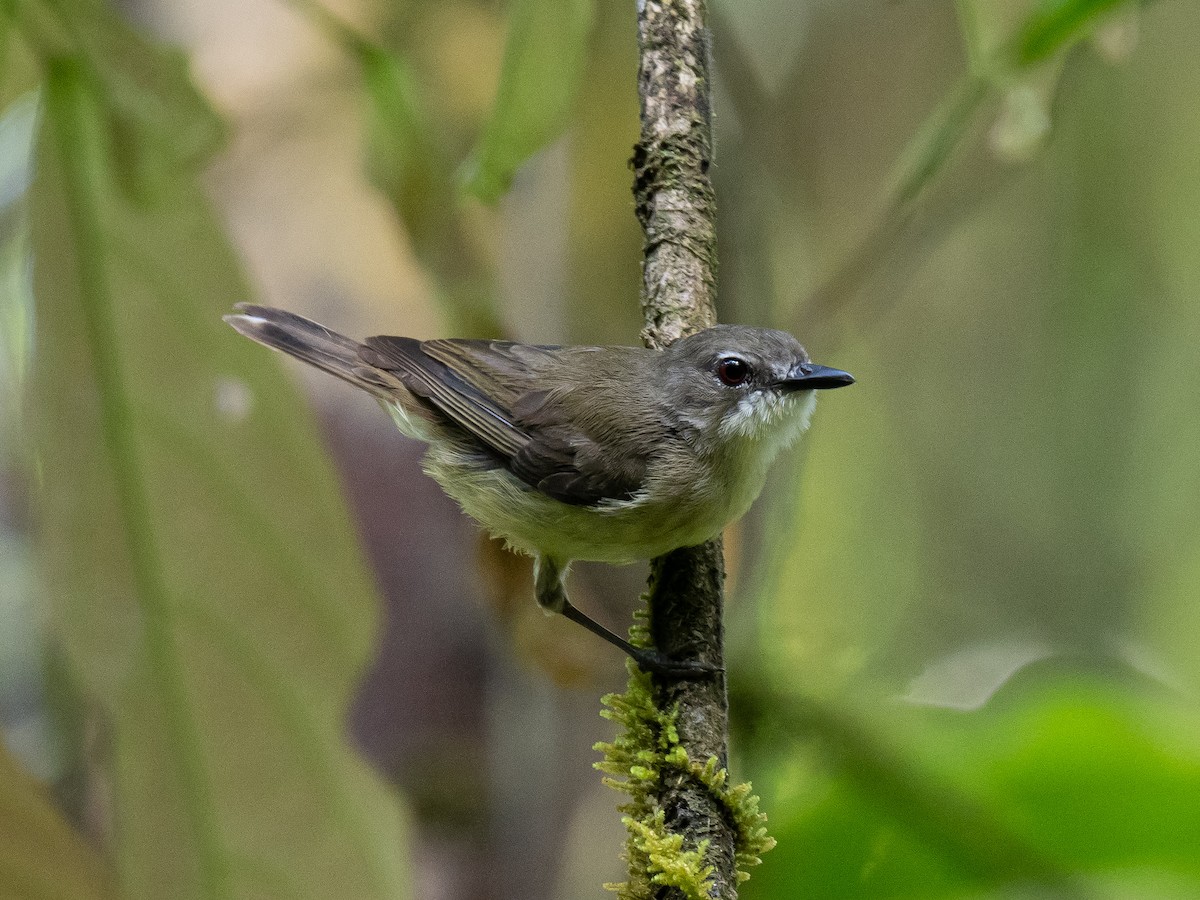 Biak Gerygone - ML623649975