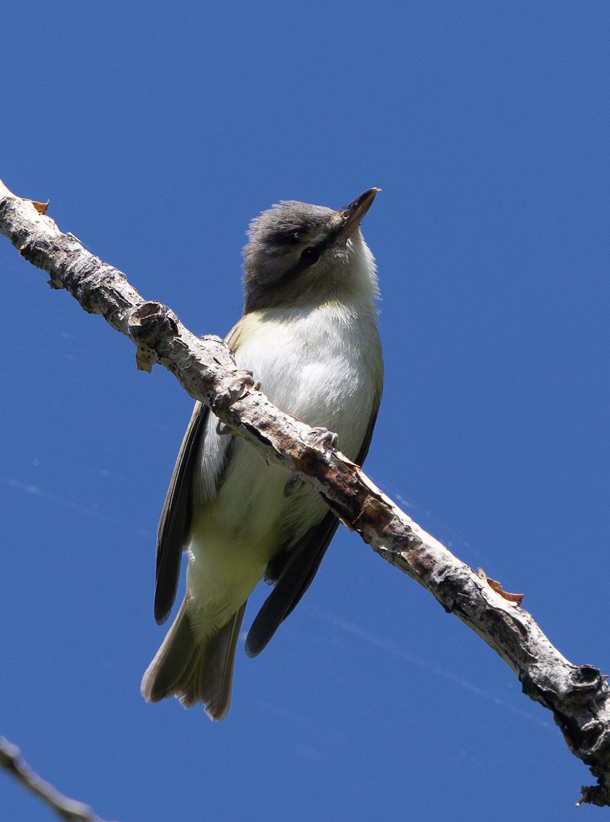 Red-eyed Vireo - Ric Olson