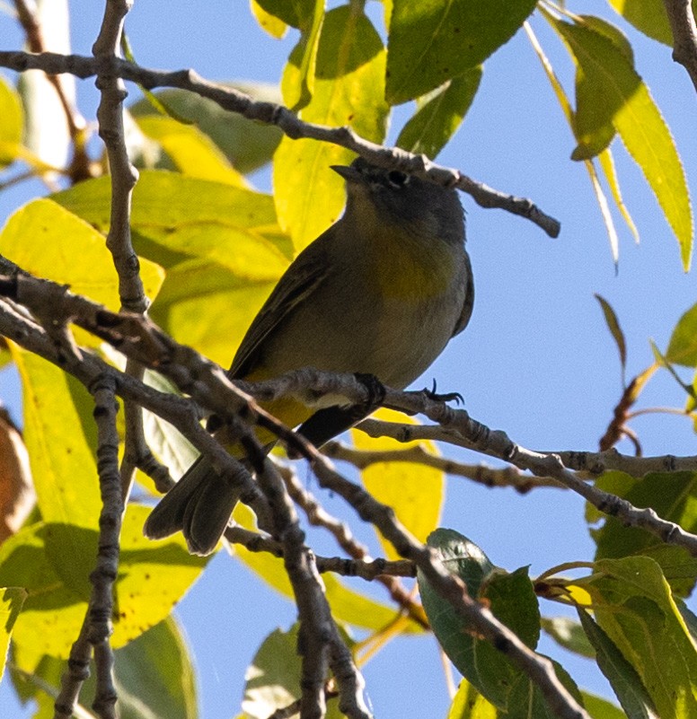 Virginia's Warbler - ML623650035