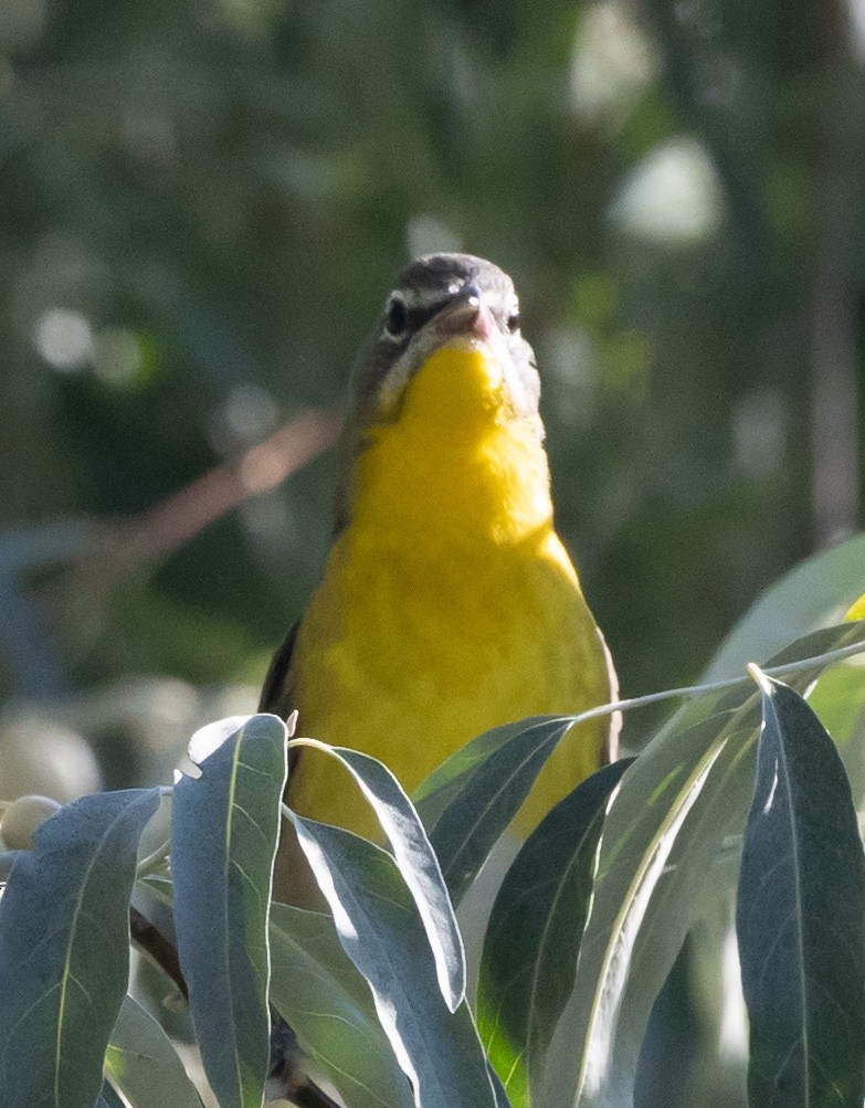 Yellow-breasted Chat - ML623650041