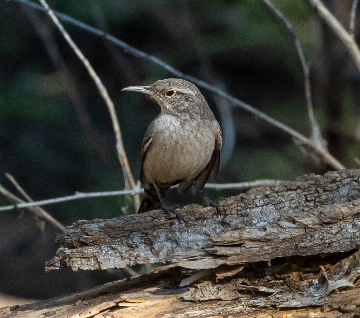 Rock Wren - ML623650055