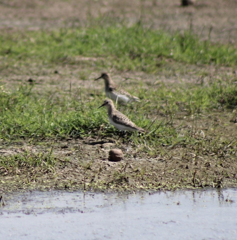 Baird's Sandpiper - ML623650120