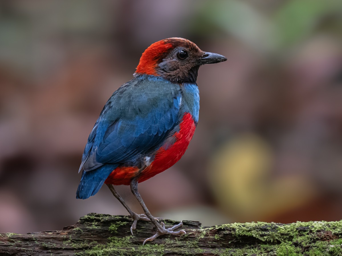 South Papuan Pitta - ML623650132