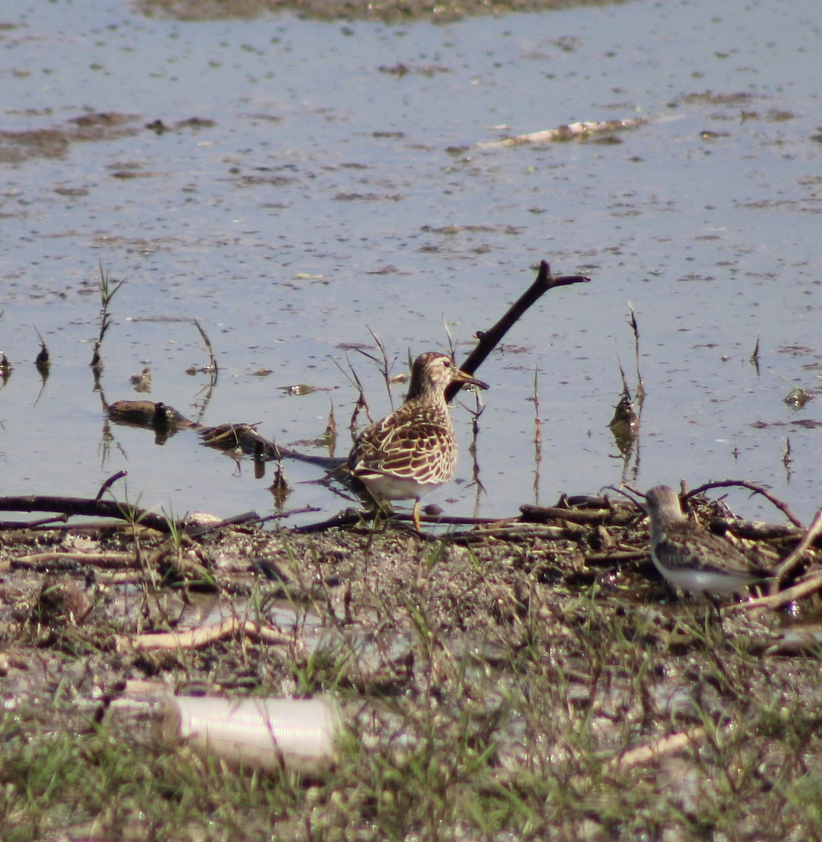 Pectoral Sandpiper - ML623650133