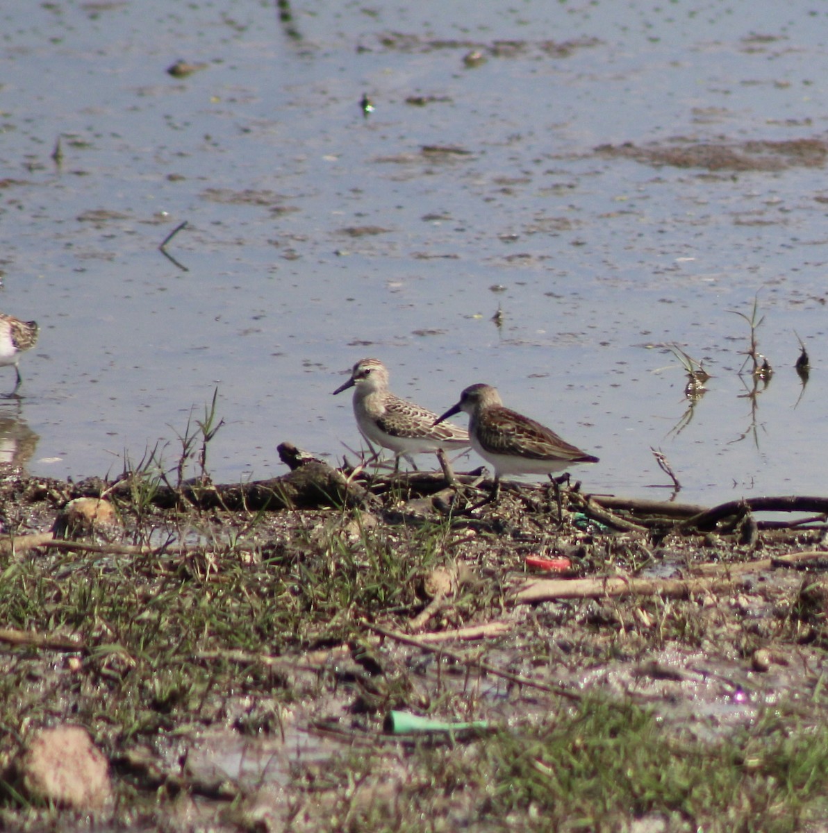 Western Sandpiper - ML623650141