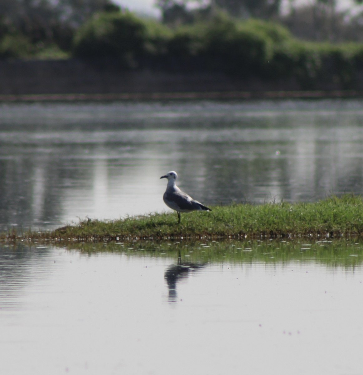 Laughing Gull - ML623650147