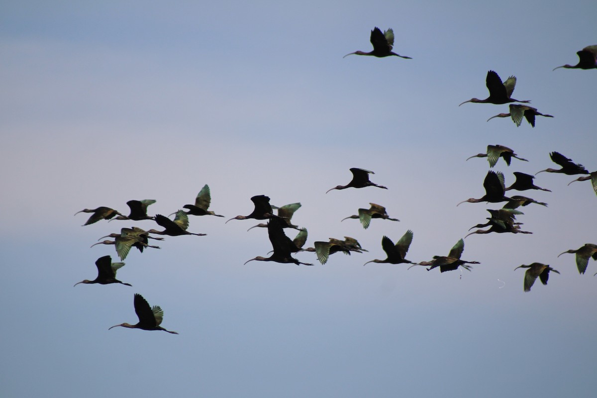 White-faced Ibis - ML623650151