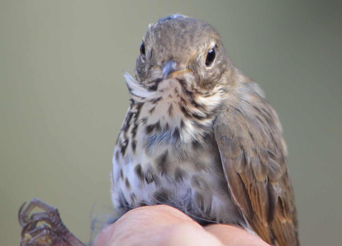 Hermit Thrush - ML623650152