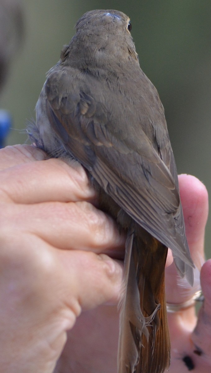 Hermit Thrush - ML623650160