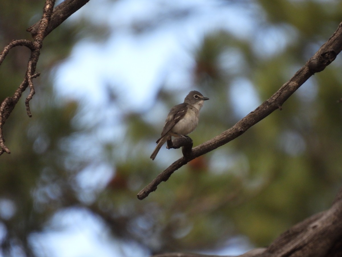 Plumbeous Vireo - ML623650165