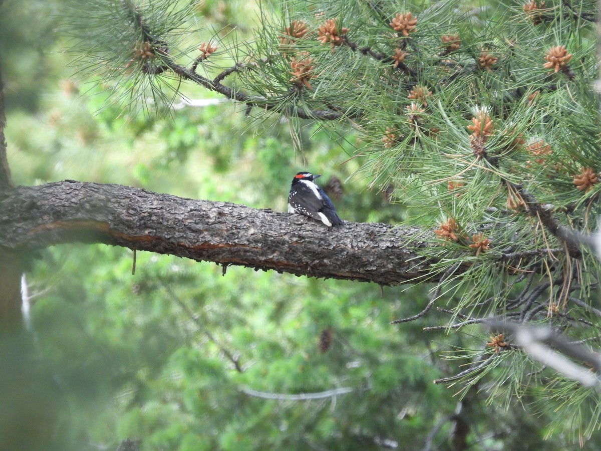 Hairy Woodpecker - ML623650185