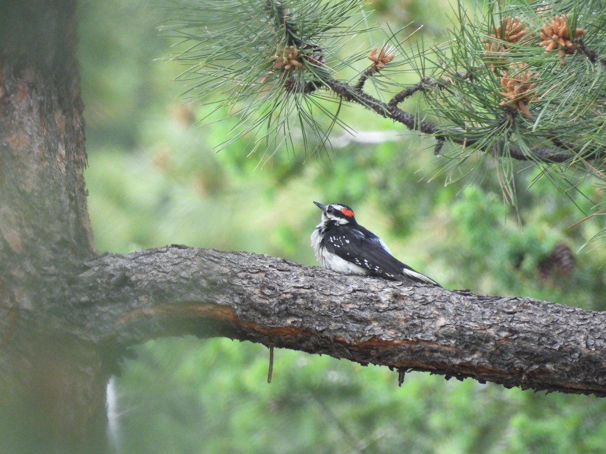 Hairy Woodpecker - ML623650186