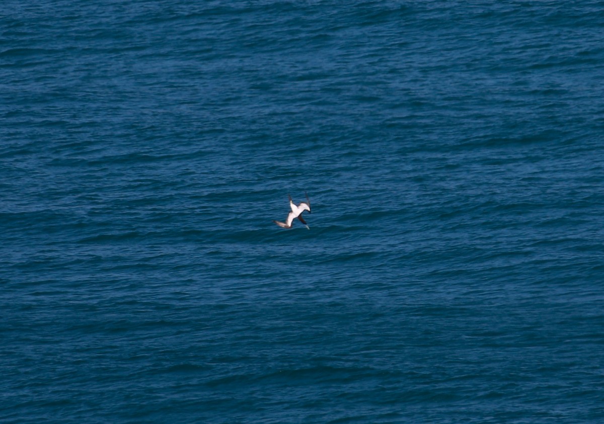 Brown Booby - ML623650188