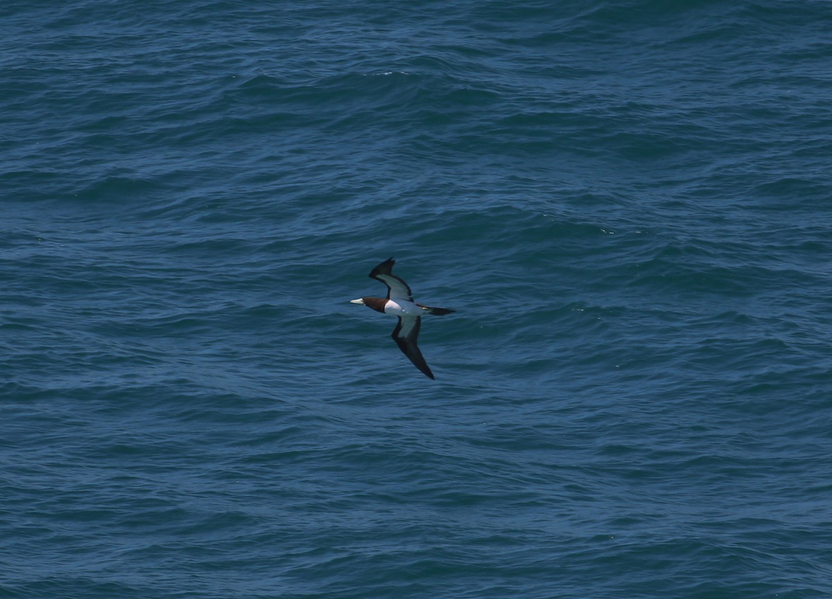 Brown Booby - ML623650189