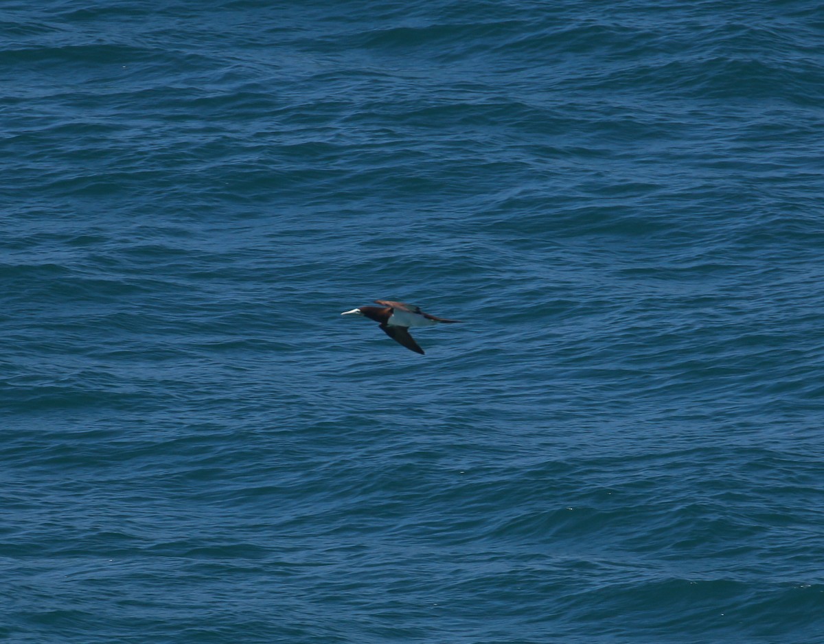 Brown Booby - ML623650190