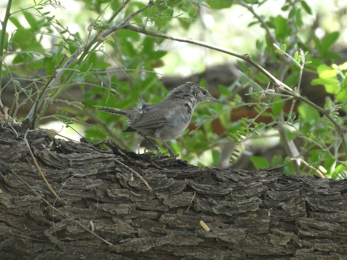 Bewick's Wren - ML623650196