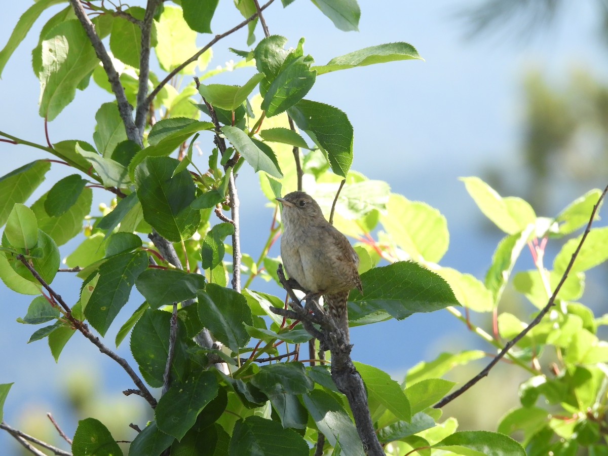 House Wren - ML623650219