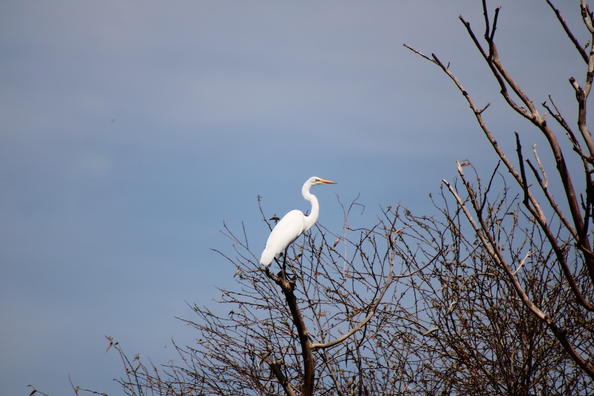 Great Egret - ML623650220