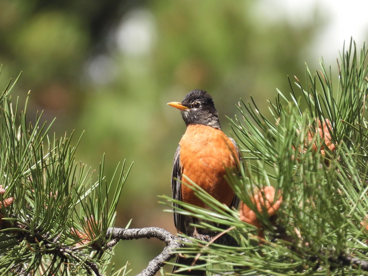 American Robin - ML623650229