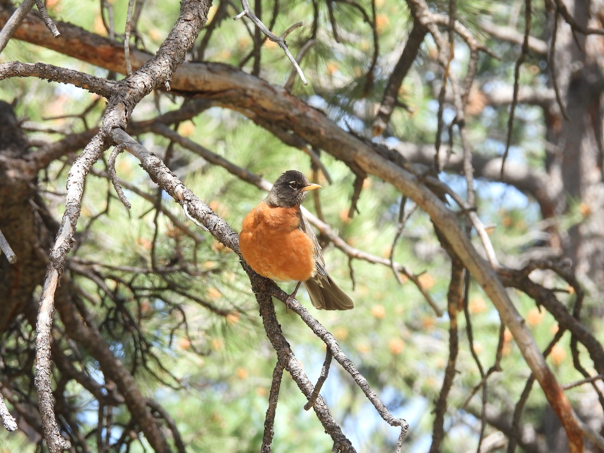 American Robin - ML623650230