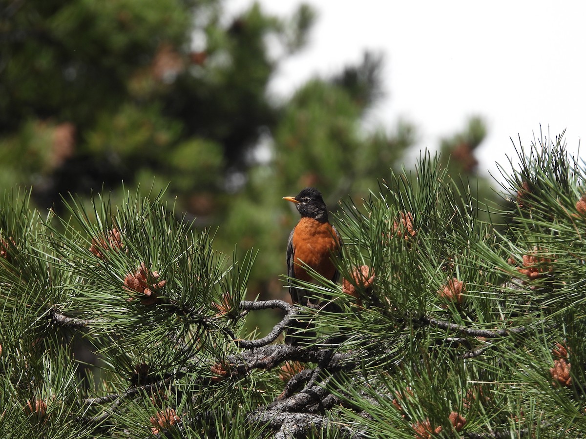 American Robin - ML623650231