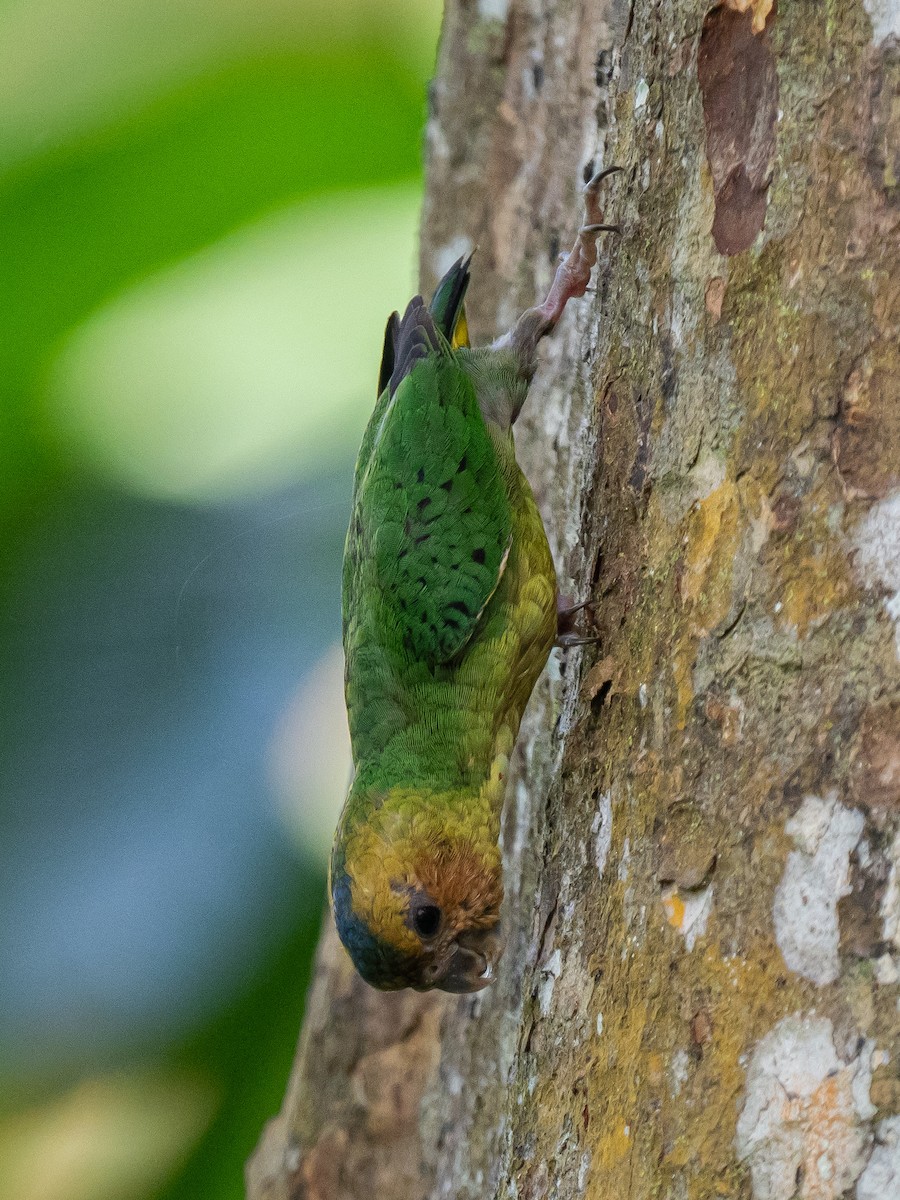 Buff-faced Pygmy-Parrot - ML623650233