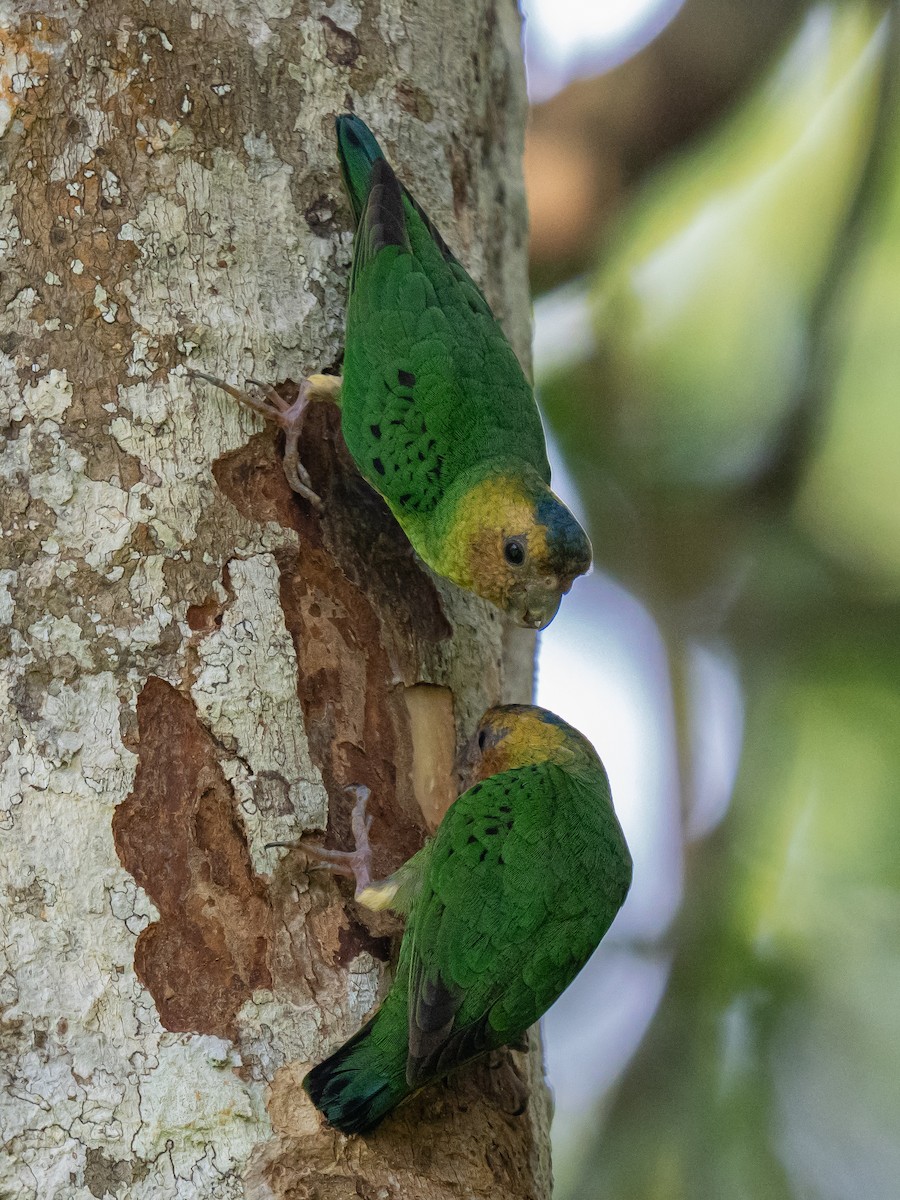 Buff-faced Pygmy-Parrot - Ivan Leshukov