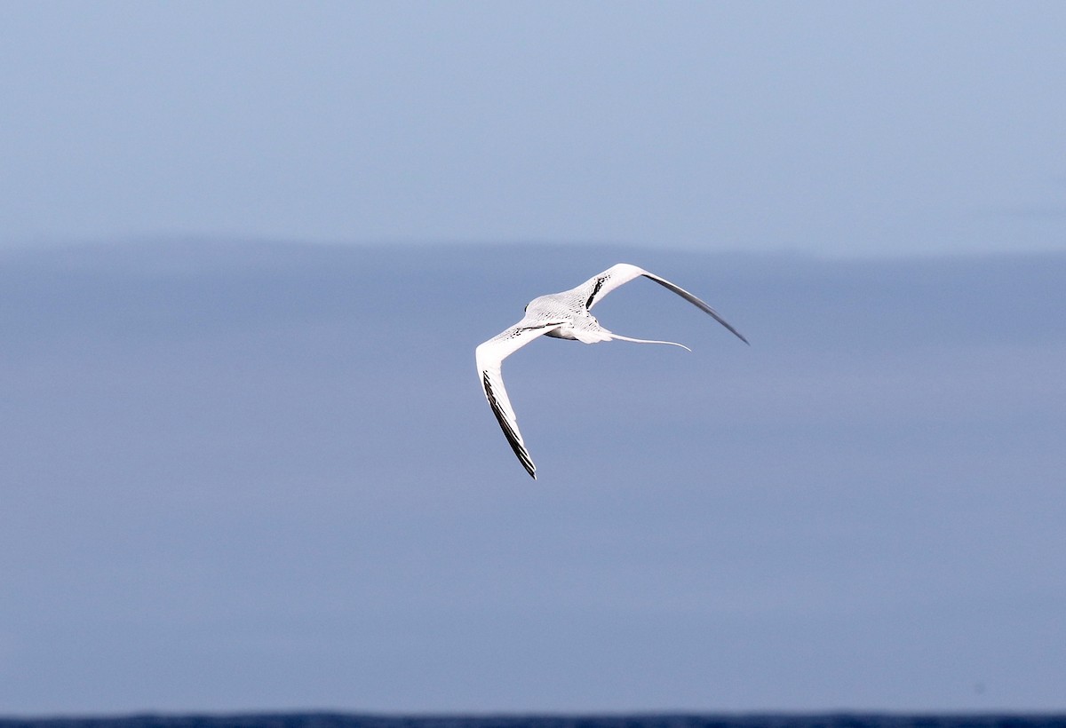 Red-billed Tropicbird - ML623650246