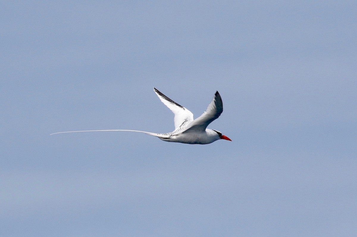 Red-billed Tropicbird - ML623650247