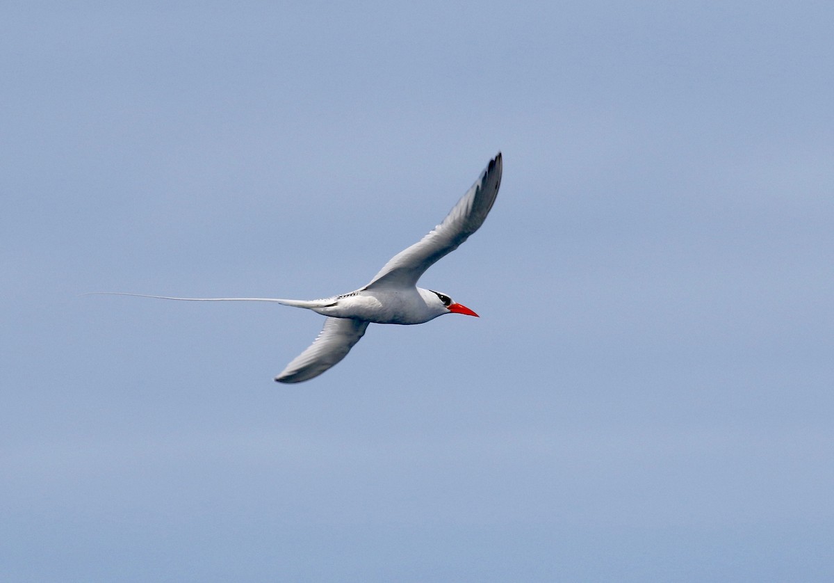 Red-billed Tropicbird - ML623650248