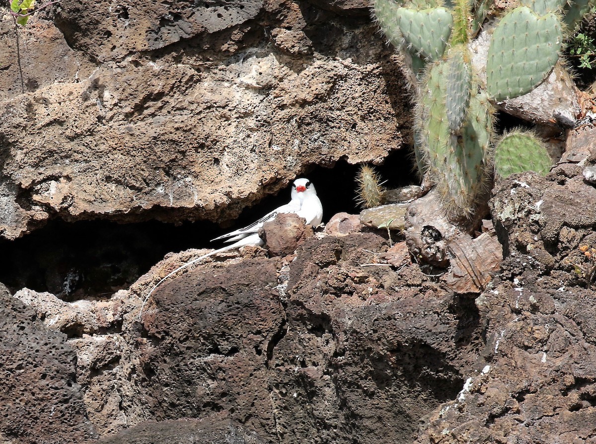 Red-billed Tropicbird - ML623650249