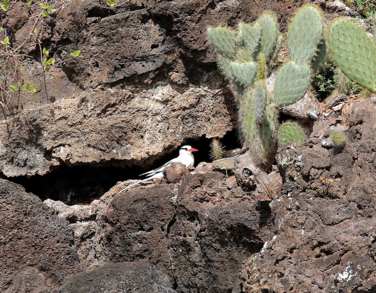 Red-billed Tropicbird - ML623650251