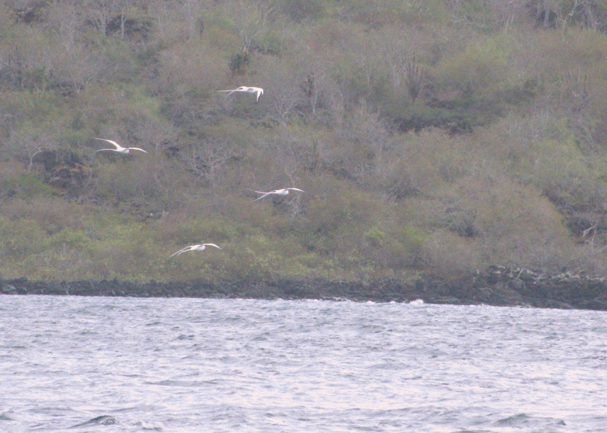 Red-billed Tropicbird - ML623650261