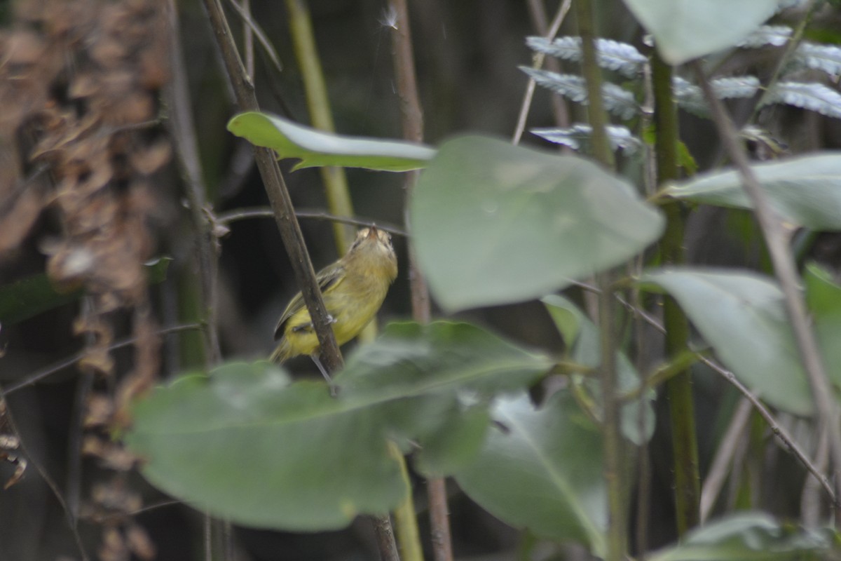 Kaempfer's Tody-Tyrant - ML623650264